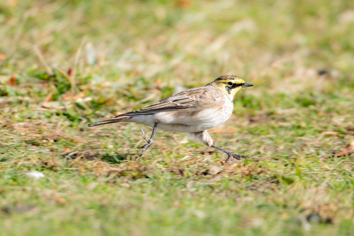 Horned Lark - ML645423194
