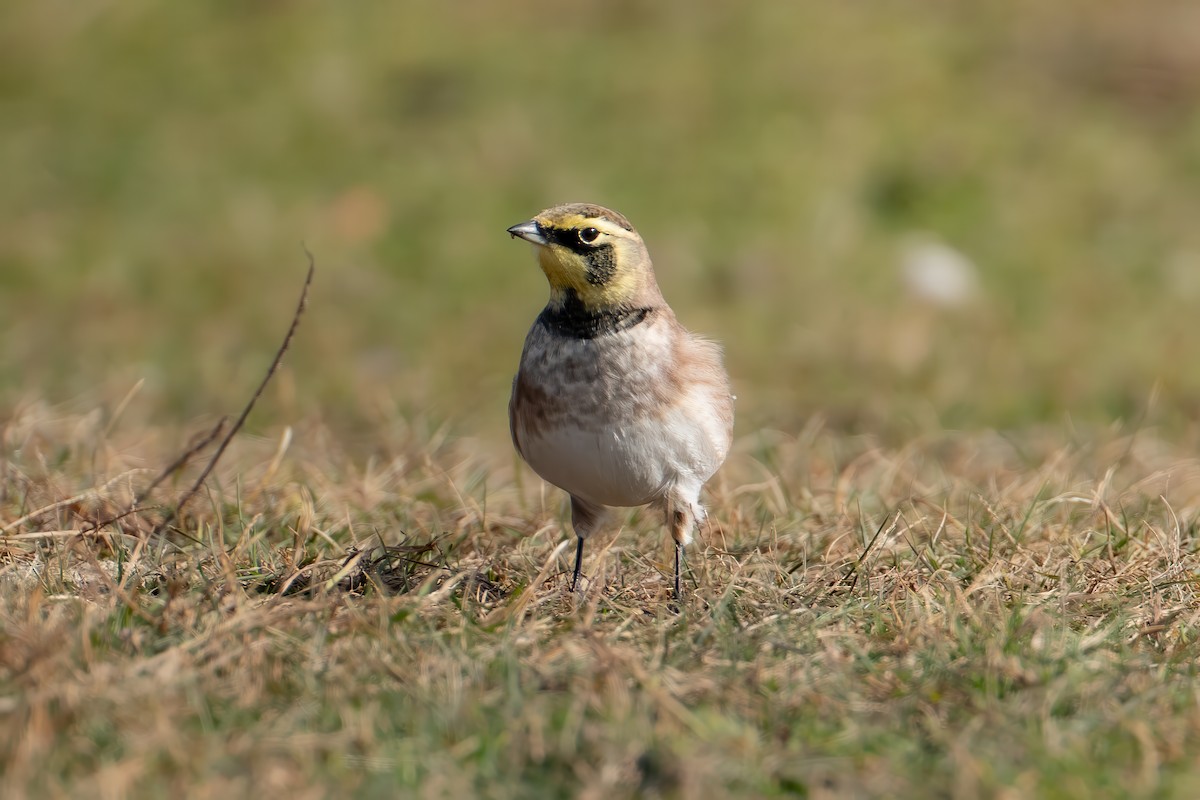 Horned Lark - ML645423195