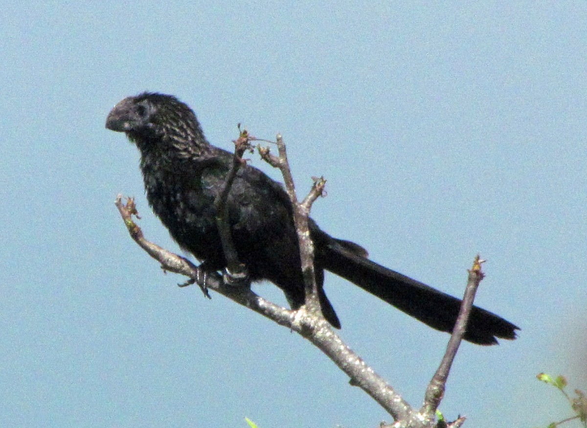 Smooth-billed Ani - ML645423219