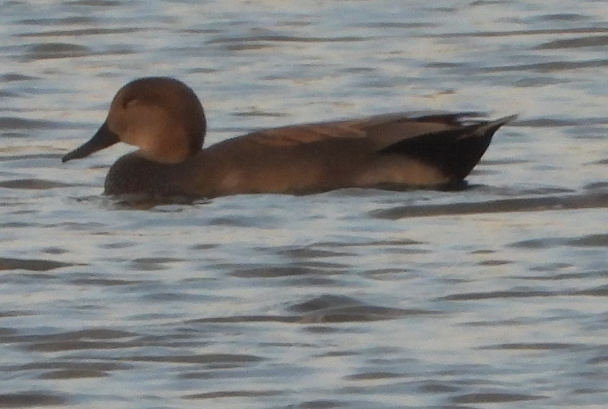 kopřivka obecná - ML645423220