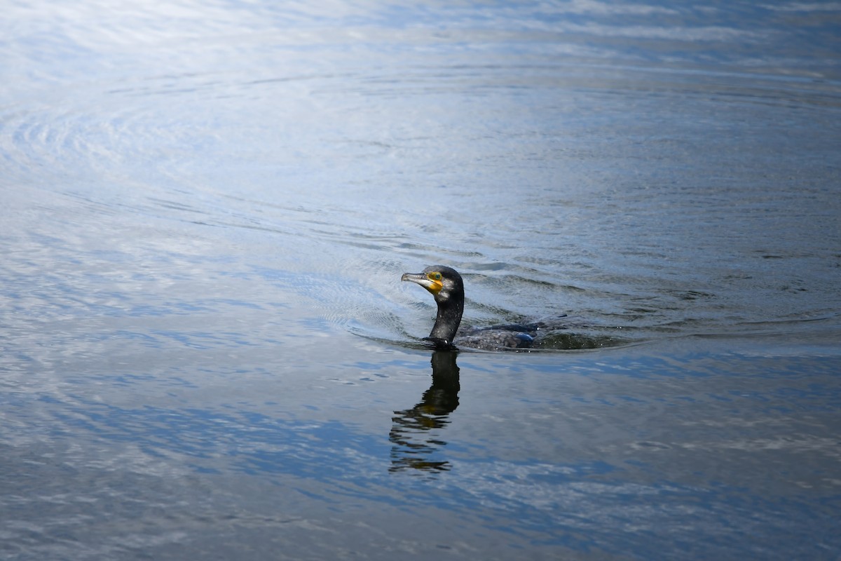 Great Cormorant - ML645423222