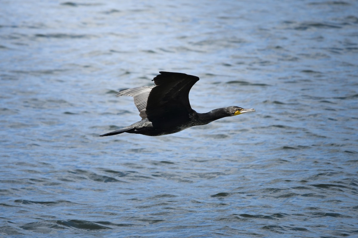 Great Cormorant - ML645423223