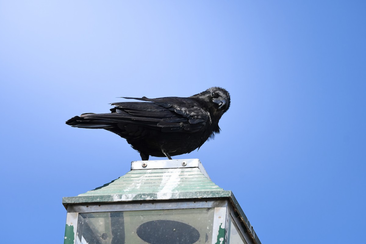 Carrion Crow - ML645423234