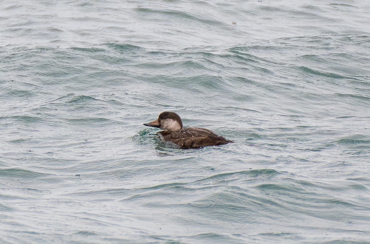 Black Scoter - ML645423237