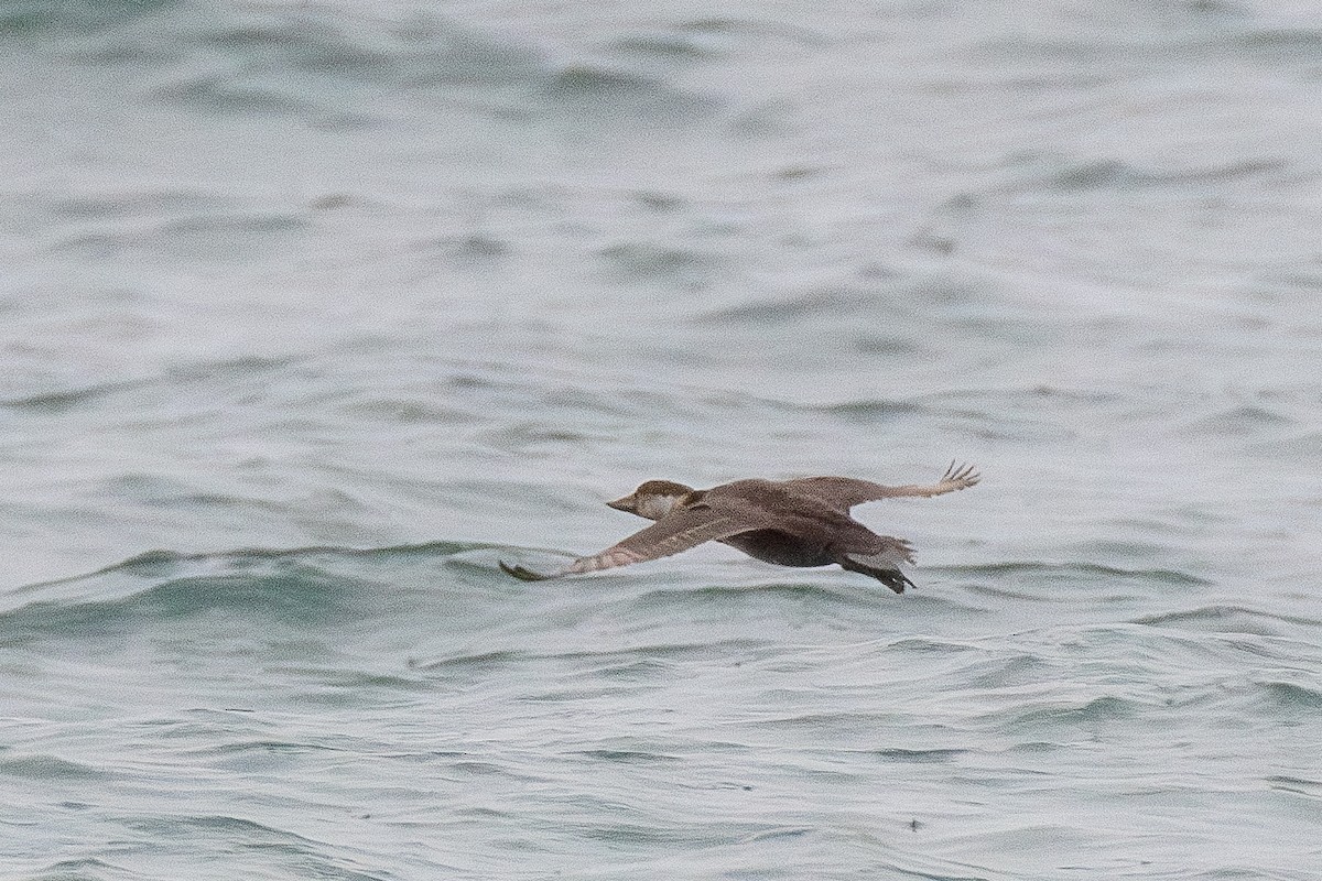 Black Scoter - ML645423238