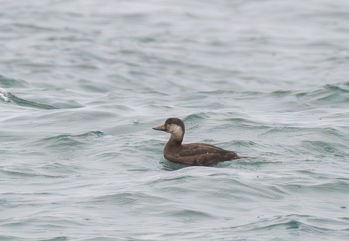 Black Scoter - ML645423239