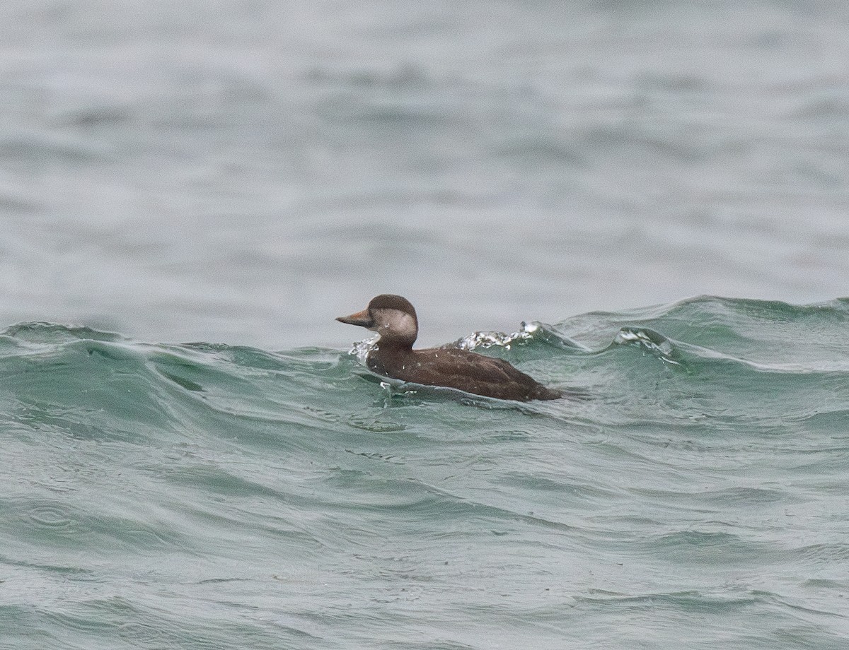 Black Scoter - ML645423240