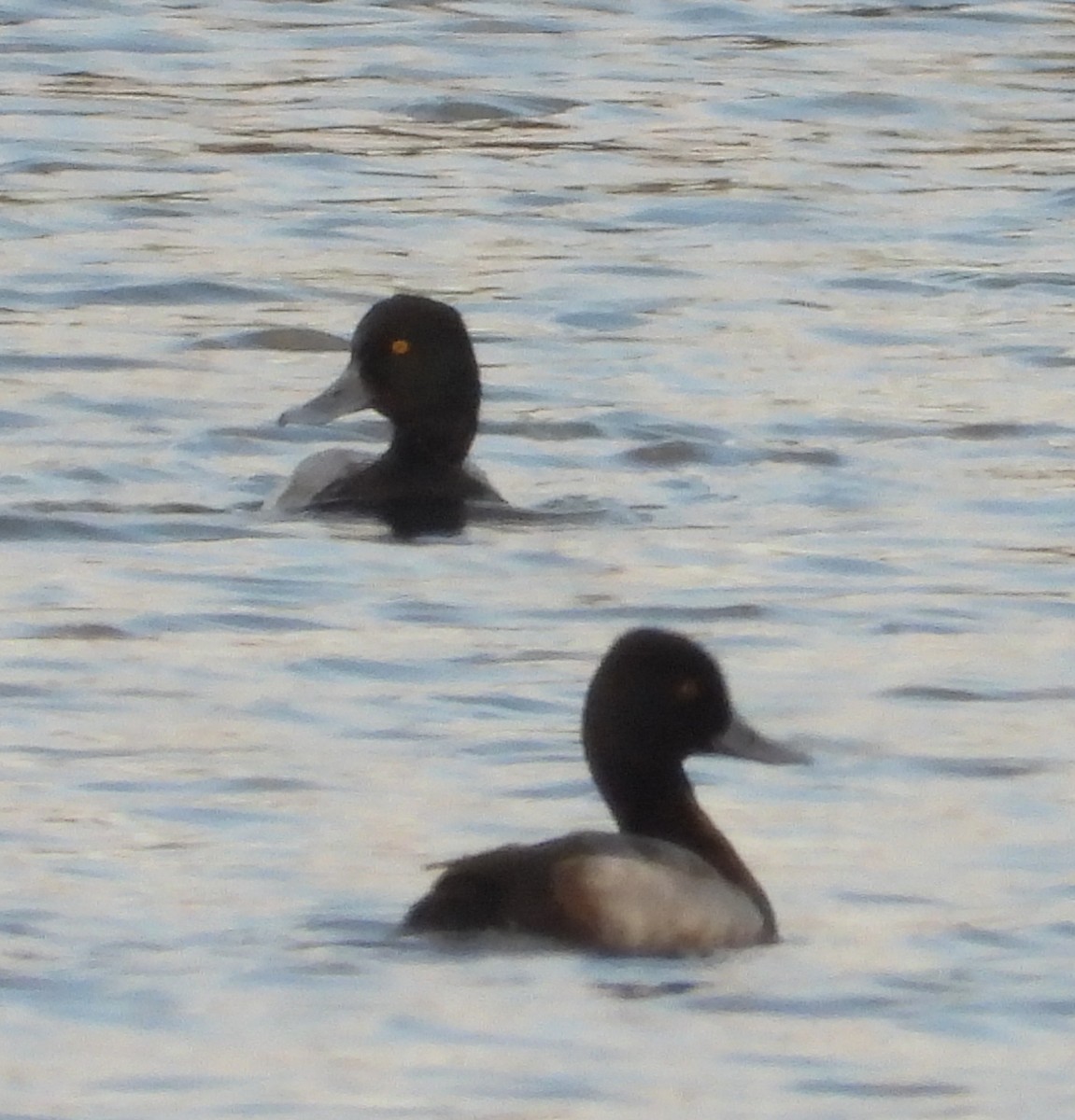 Lesser Scaup - ML645423245