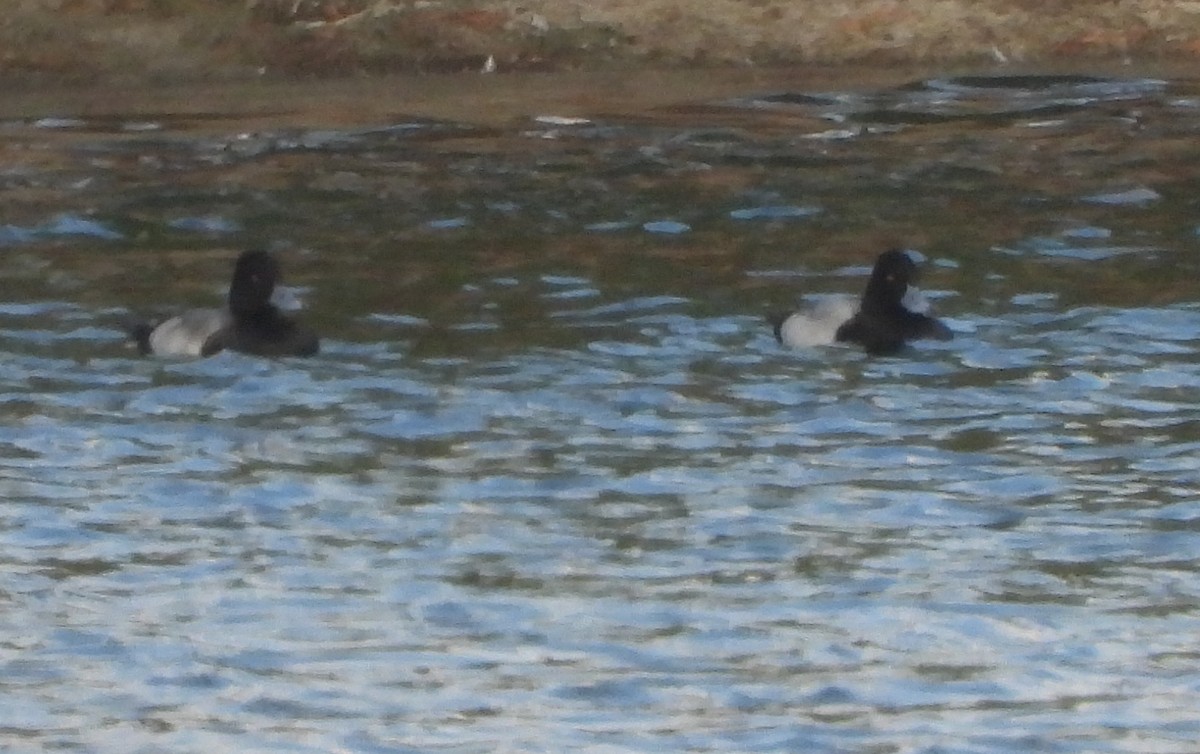 Lesser Scaup - ML645423246