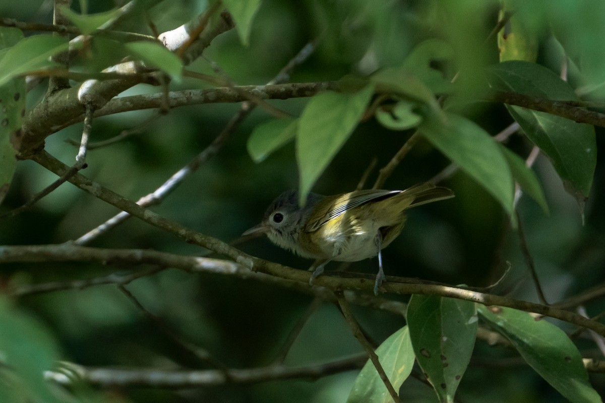 Lesser Greenlet - ML645423250