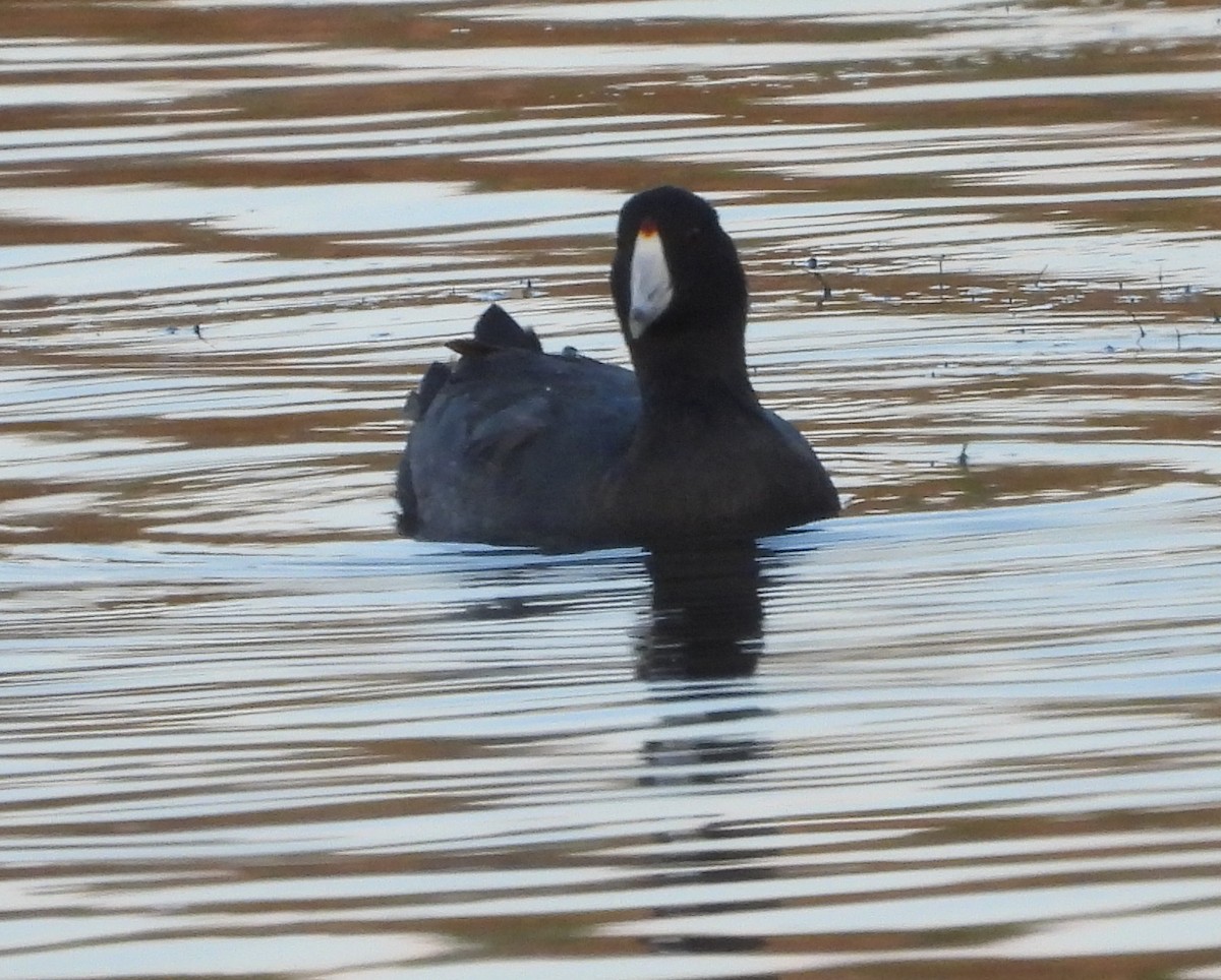 American Coot - ML645423259