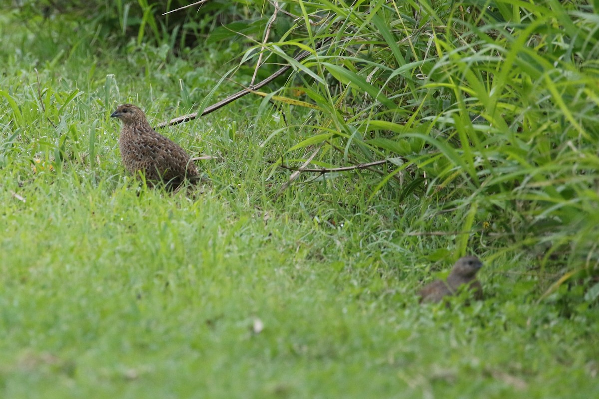 Brown Quail - ML645423263