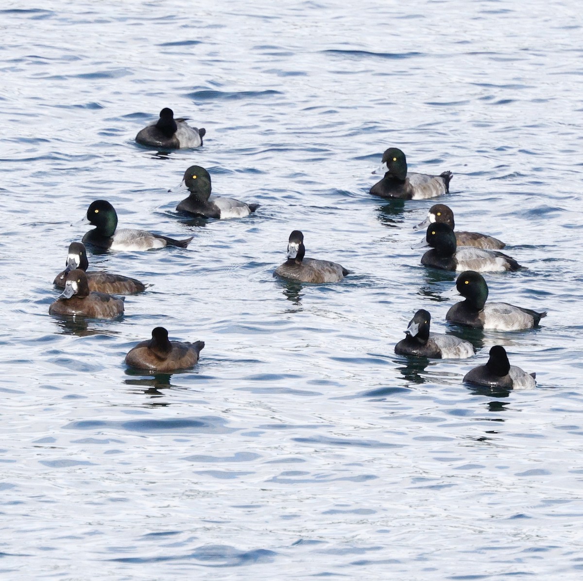 Морская чернеть - ML645423265