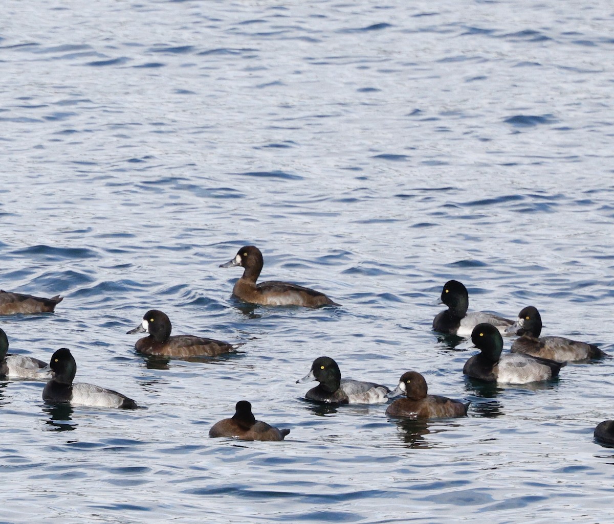 Морская чернеть - ML645423267