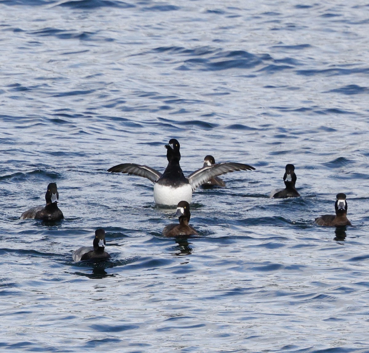 Морская чернеть - ML645423268