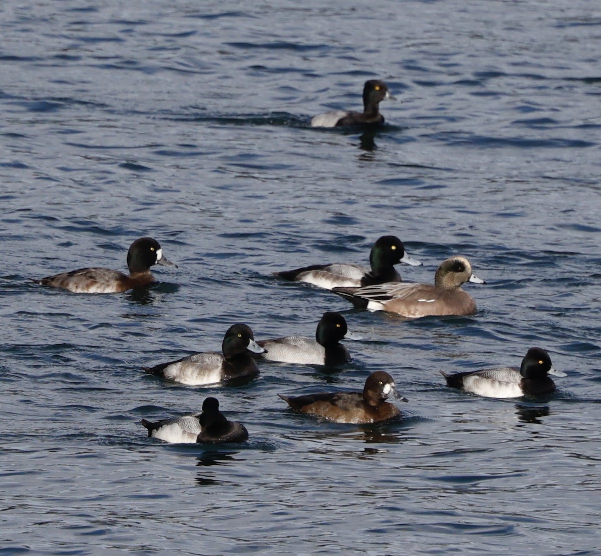 Морская чернеть - ML645423269