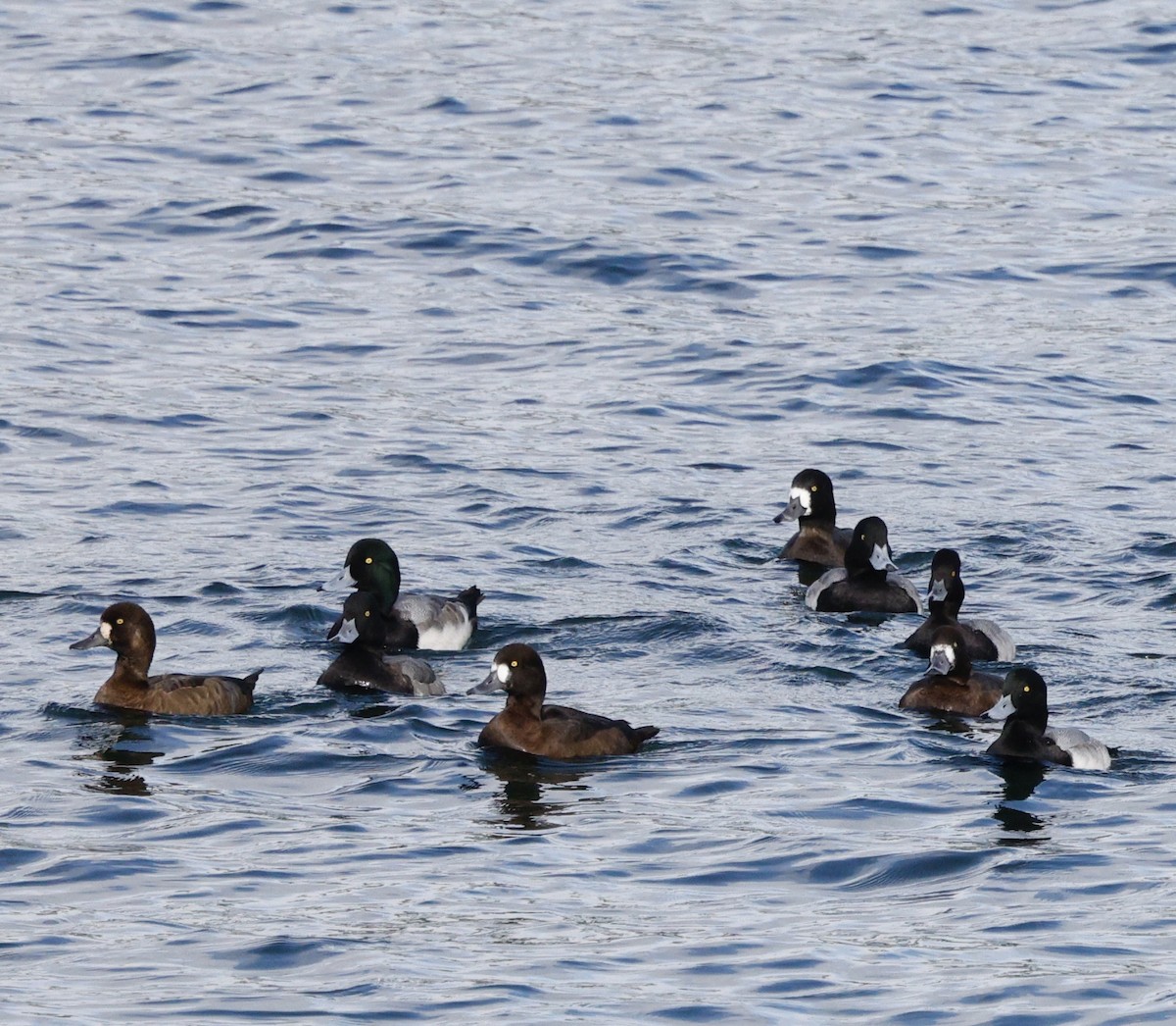 Морская чернеть - ML645423270