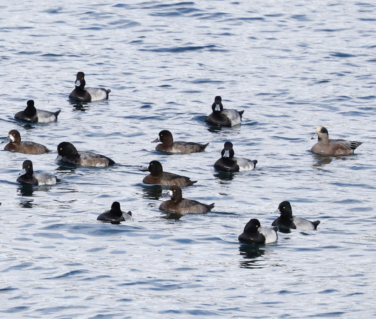 Морская чернеть - ML645423271