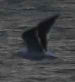 Great Black-backed Gull - ML645423272