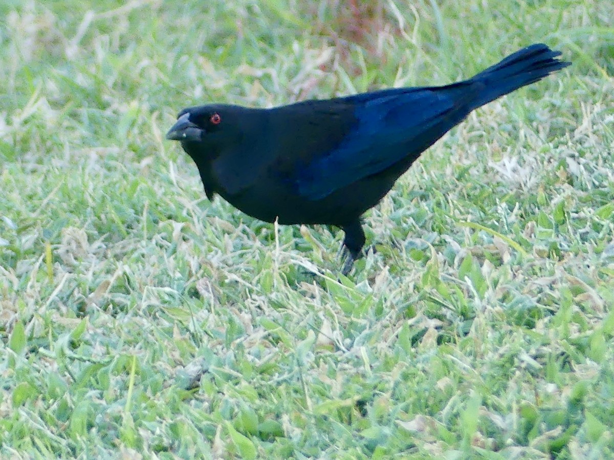 Bronzed Cowbird - ML645423279