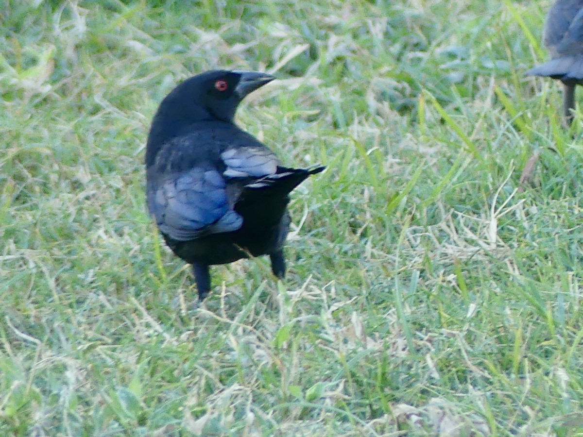 Bronzed Cowbird - ML645423280