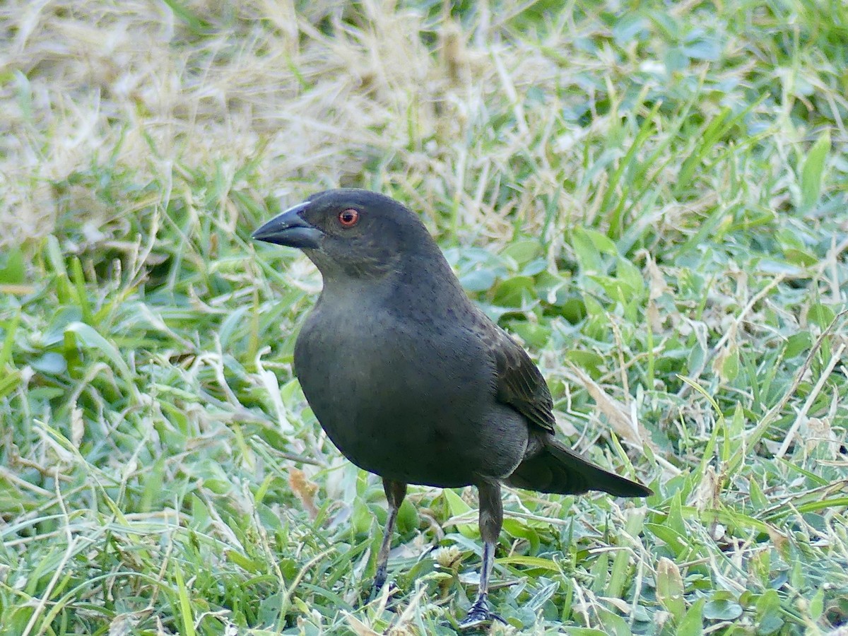 Bronzed Cowbird - ML645423281
