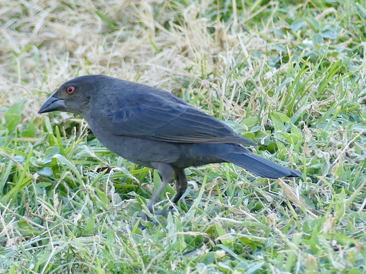 Bronzed Cowbird - ML645423282