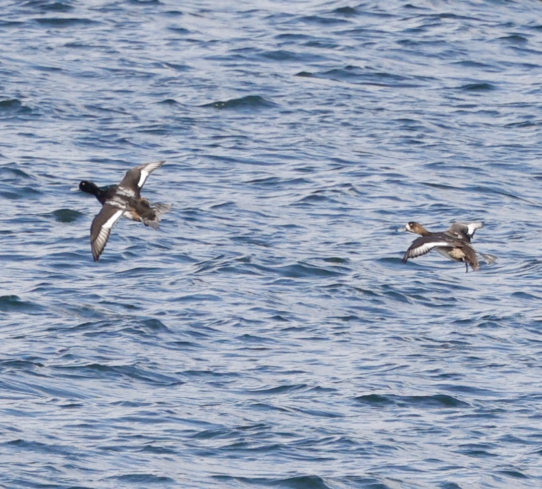 Lesser Scaup - ML645423285