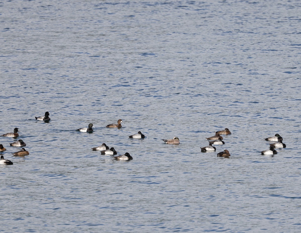 Lesser Scaup - ML645423287