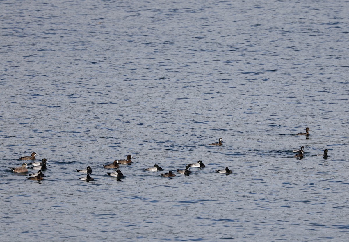 Lesser Scaup - ML645423288