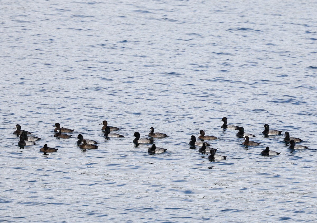 Lesser Scaup - ML645423289