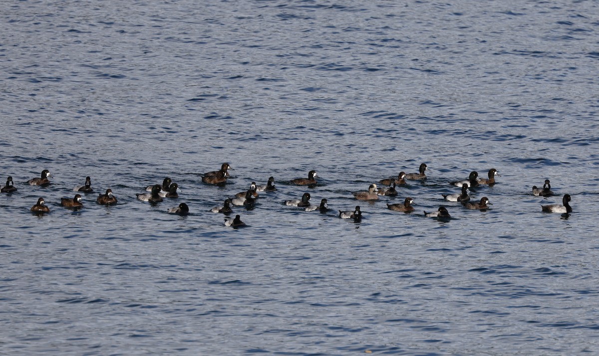 Lesser Scaup - ML645423290