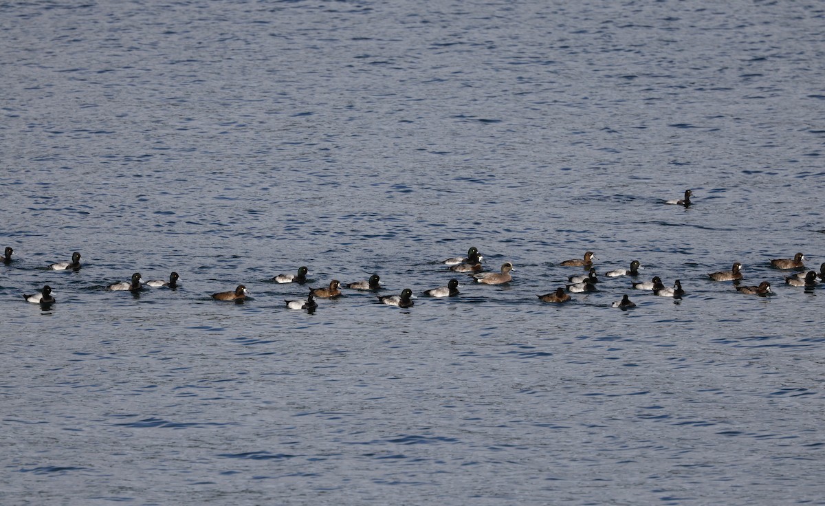 Lesser Scaup - ML645423291