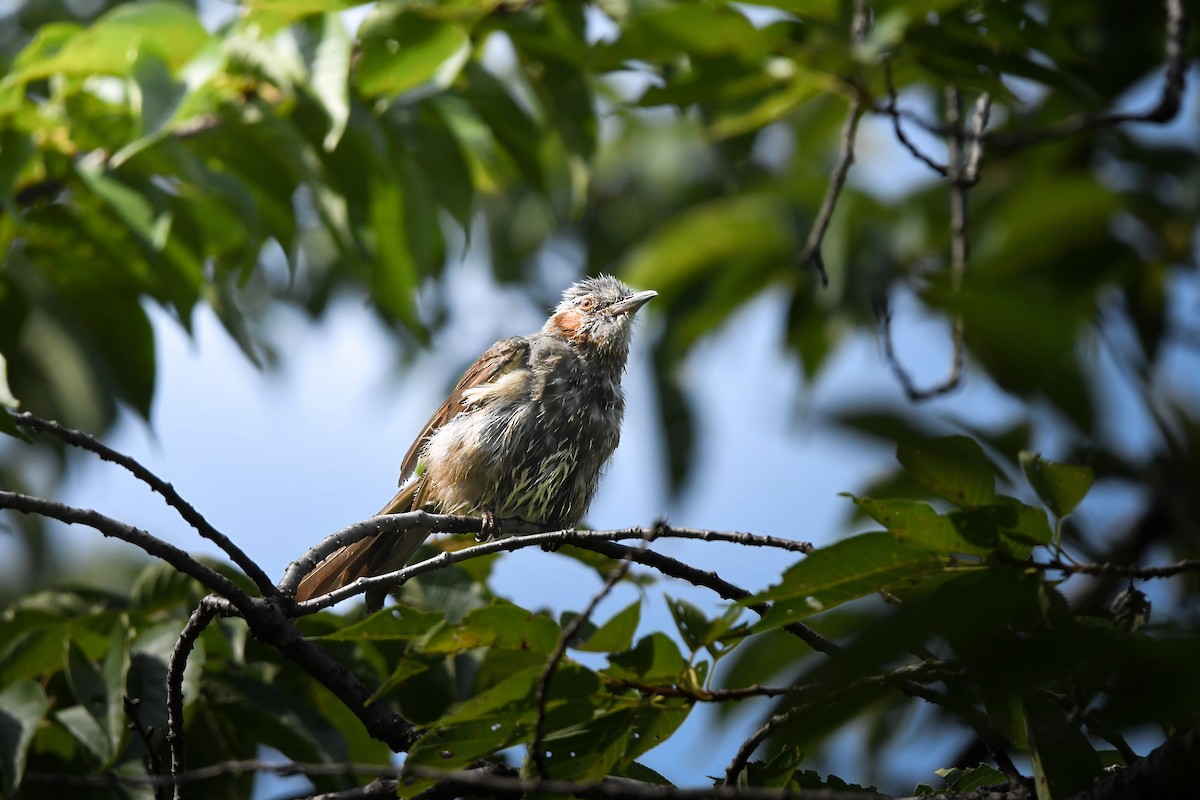 Brown-eared Bulbul - ML645423293