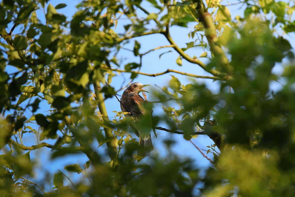 Brown-eared Bulbul - ML645423294