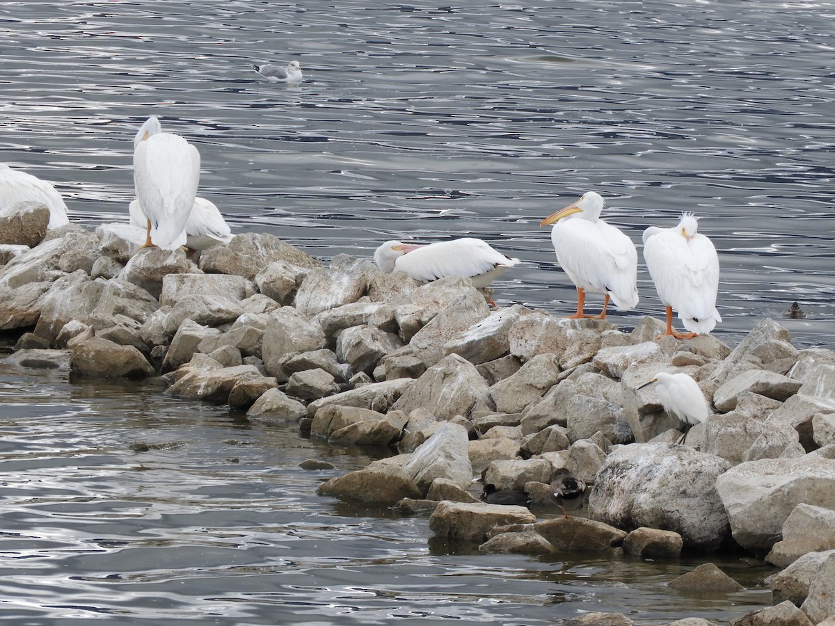 Amerika Pelikanı - ML645423298