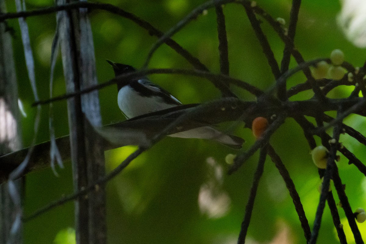 Black-throated Blue Warbler - ML645423302