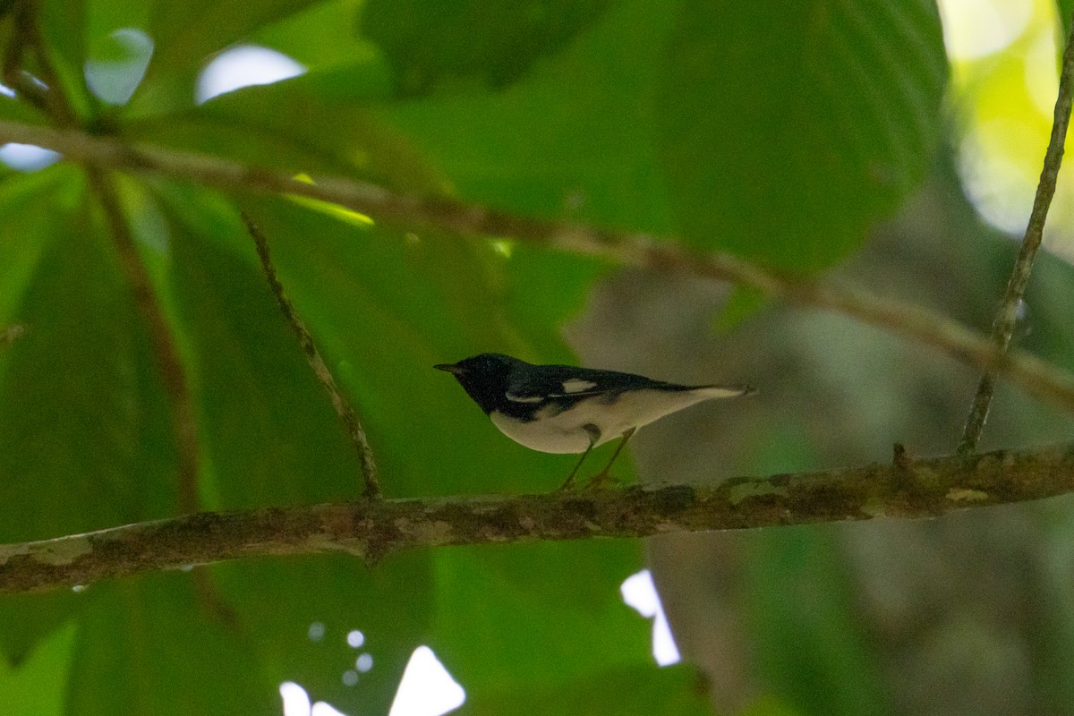 Black-throated Blue Warbler - ML645423303
