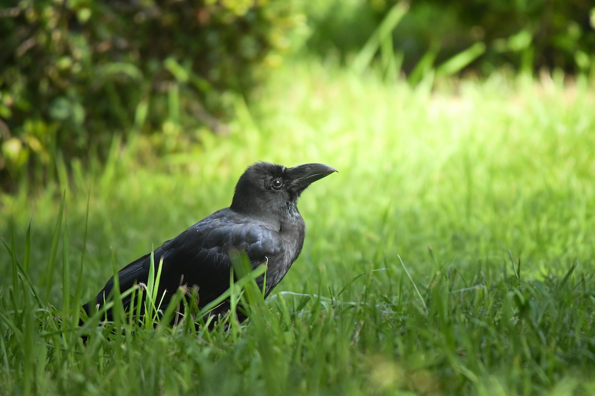 Large-billed Crow - ML645423313