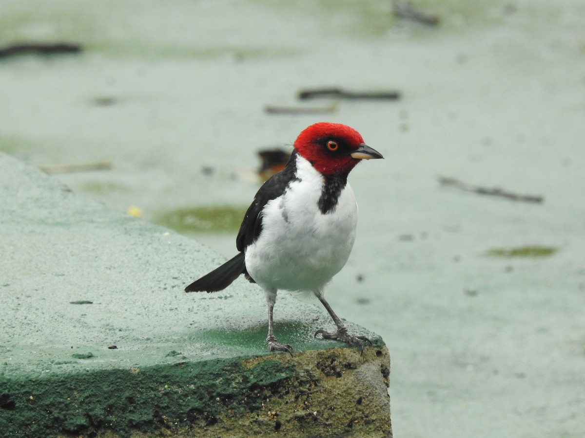 Red-capped Cardinal - ML645423314