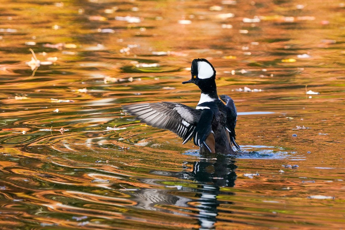 Hooded Merganser - ML645423332