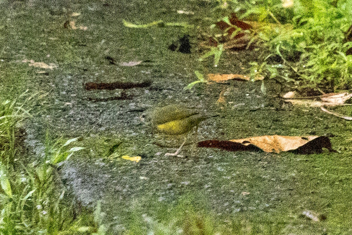 Mourning Warbler - ML645423337