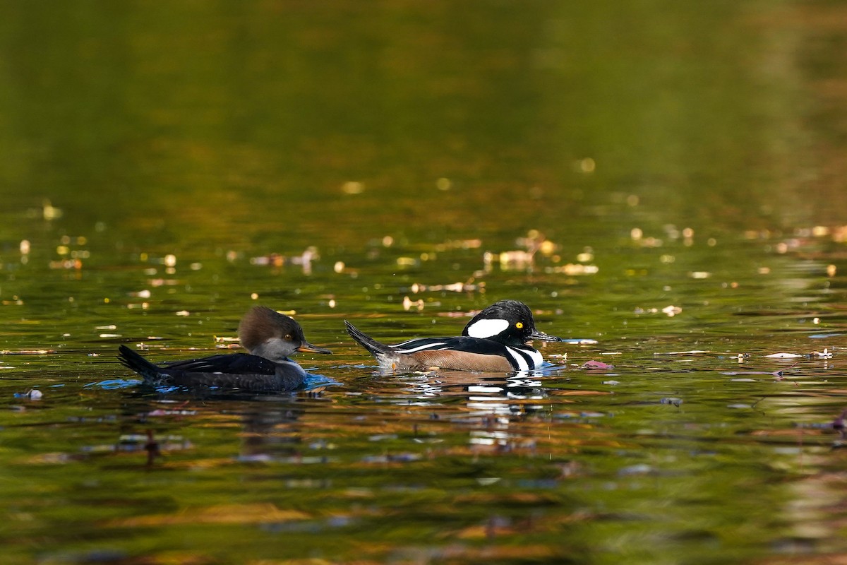 Hooded Merganser - ML645423339