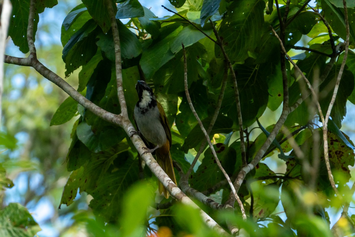 Black-headed Saltator - ML645423363