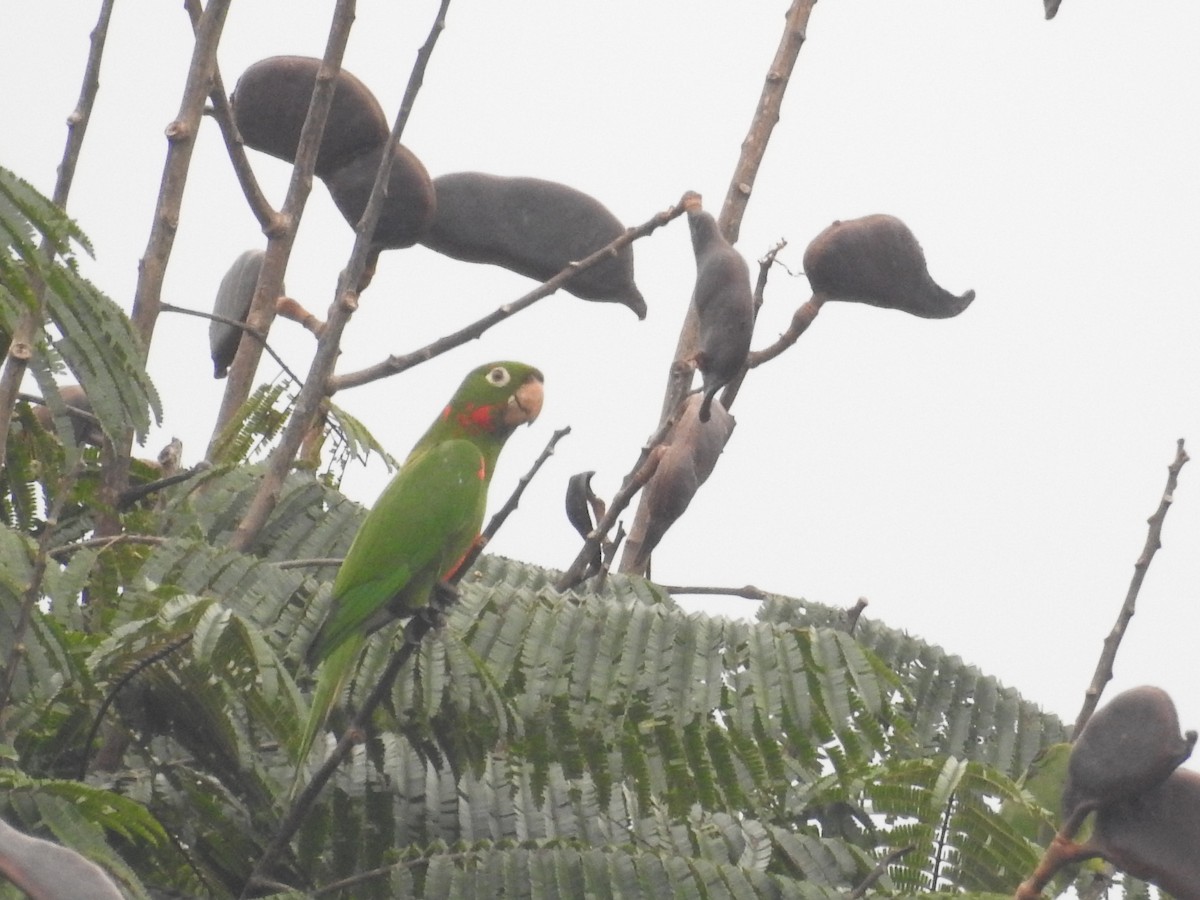 White-eyed Parakeet - ML645423377