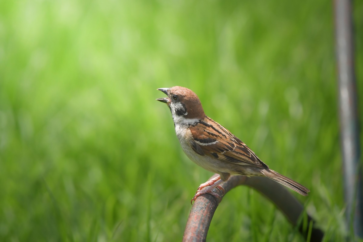Eurasian Tree Sparrow - ML645423379