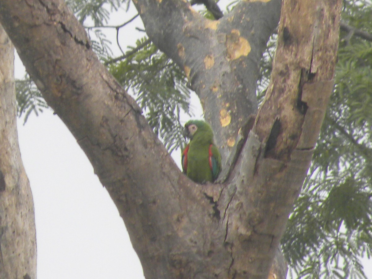 Chestnut-fronted Macaw - ML645423380