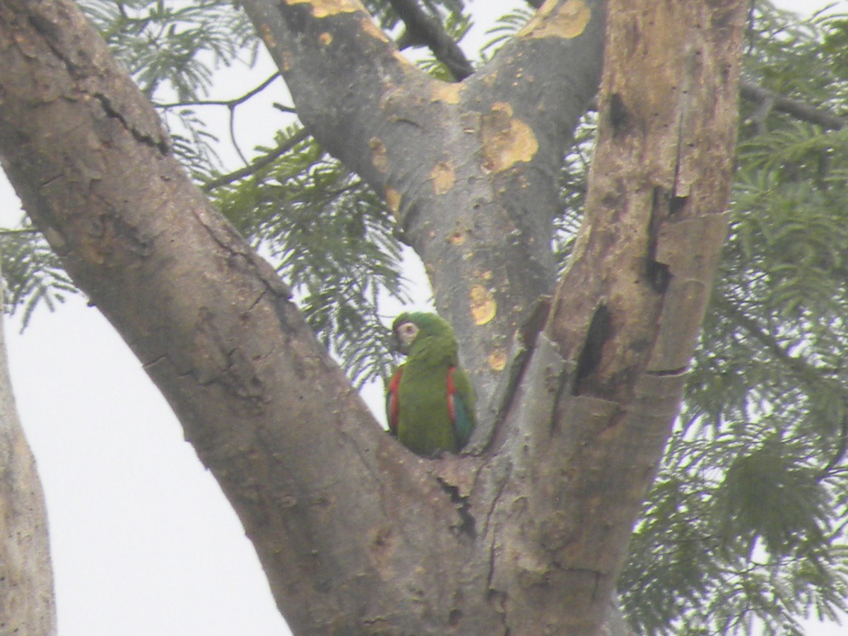 Chestnut-fronted Macaw - ML645423383