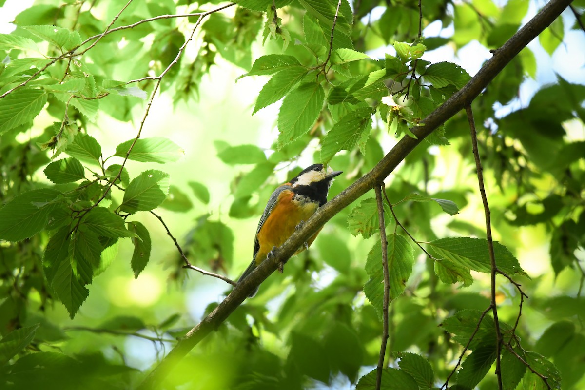 Varied Tit - ML645423386