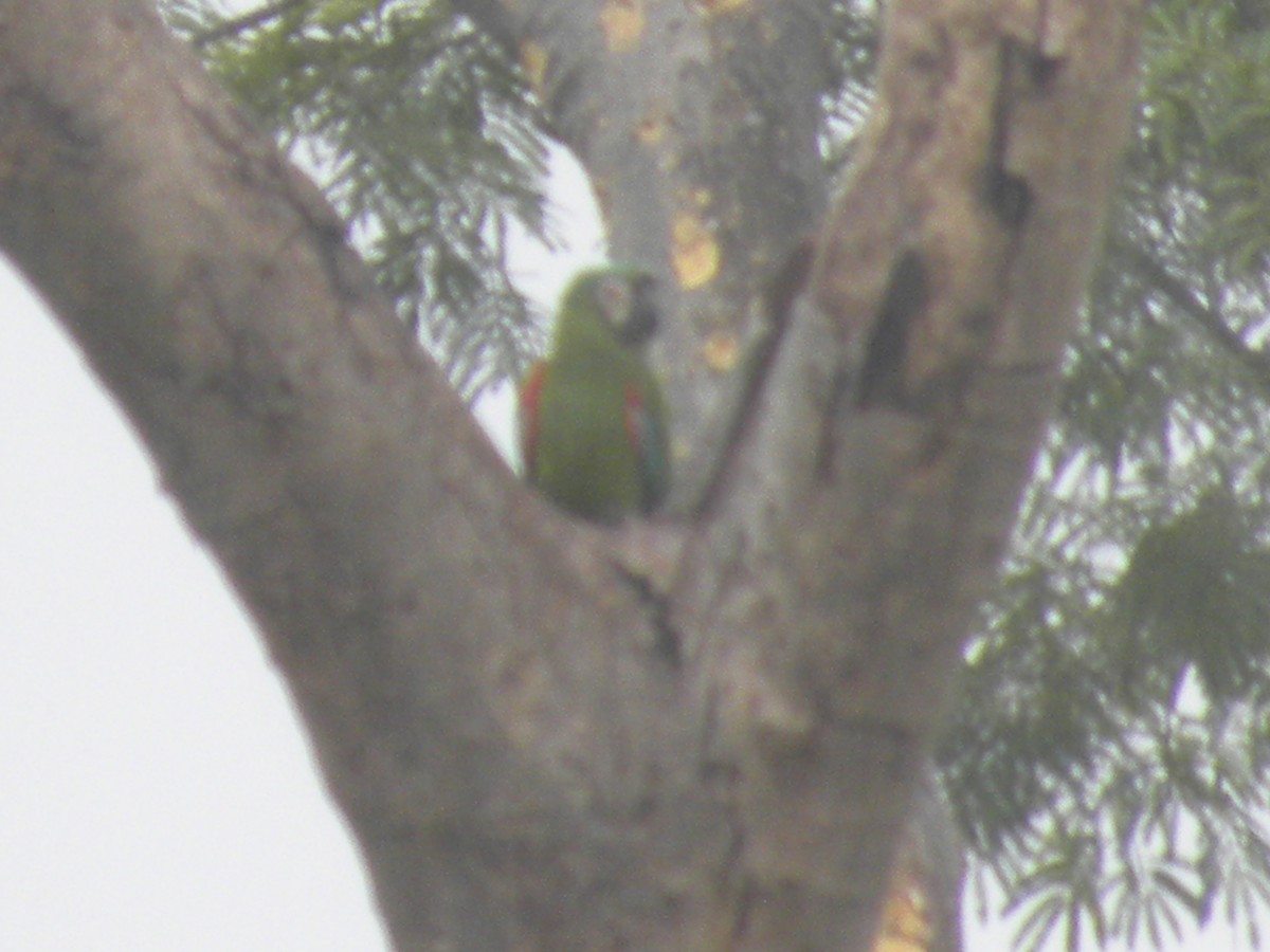 Chestnut-fronted Macaw - ML645423388
